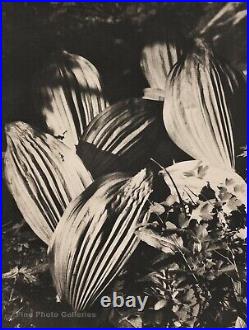 1920s Original STELLA SIMON Cabbage Still Life Food Kitchen Art Collotype Photo