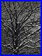 1930s-Vintage-BRASSAI-Tree-Branch-Snow-Winter-Original-Photo-Gravure-Art-12X16-01-wl