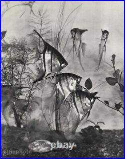 1932 Vintage HENRI LACHEROY Angelfish Aquarium Animal Photo Gravure Art 12X16
