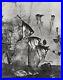 1932-Vintage-HENRI-LACHEROY-Angelfish-Aquarium-Animal-Photo-Gravure-Art-12X16-01-ve