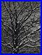 1939-Vintage-BRASSAI-Paris-First-Snow-On-Tree-Branches-Original-Photo-Gravure-01-ig