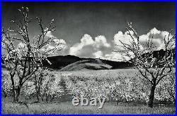 1950s Vintage ANSEL ADAMS Orchard Santa Clara Landscape Photo Gravure Art 11x14