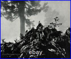 1950s Vintage ANSEL ADAMS Tree Stump Fog Mist Landscape Photo Gravure Art 12x16