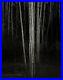 1958-72-Vintage-ANSEL-ADAMS-Aspen-Trees-Forest-Night-Landscape-Photo-Art-11X14-01-jgnt