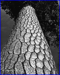 1962 Original PHILIP HYDE California Pine Tree Vintage Silver Gelatin Photograph