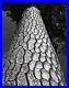 1962-Original-PHILIP-HYDE-California-Pine-Tree-Vintage-Silver-Gelatin-Photograph-01-hs