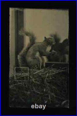 Amazing! Antique Tintype Photo Squirrel in Mirror 1870s