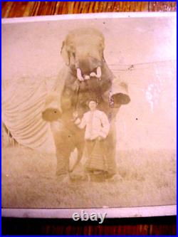 Antique CABINET CARD PHOTO of Hugh ELEPHANT STANDING over YOUNG LADY near Tents