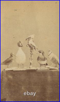 Antique CDV Photographs Photographie Europeenne Birds