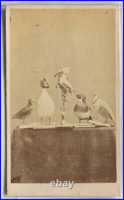 Antique CDV Photographs Photographie Europeenne Birds
