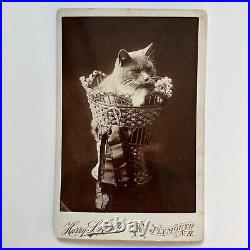 Antique Cabinet Card Photograph Adorable Cat In Basket With Ribbon Plymouth NH