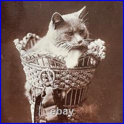 Antique Cabinet Card Photograph Adorable Cat In Basket With Ribbon Plymouth NH