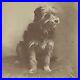 Antique-Cabinet-Card-Photograph-Adorable-Good-Boy-Terrier-Dog-Bristol-PA-01-nzho