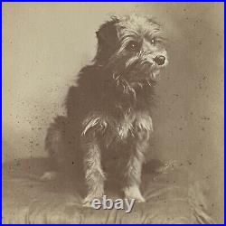 Antique Cabinet Card Photograph Adorable Good Boy Terrier Dog Bristol PA