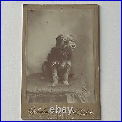 Antique Cabinet Card Photograph Adorable Good Boy Terrier Dog Bristol PA