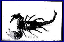Antique Original Glass Photograph Negative Scorpion Odd Creepy Critter