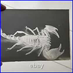 Antique Original Glass Photograph Negative Scorpion Odd Creepy Critter