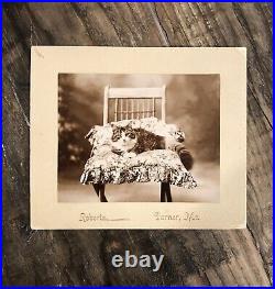 Antique Photo Gorgeous Cat Lounging On Chair Turner Maine 1900s ID'd VTG Rare