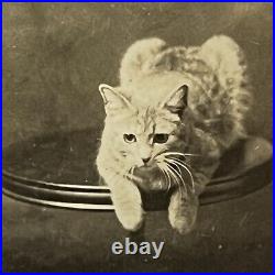 Antique Portrait Photograph Photo Booth Strip Very Rare Adorable Posing Cat