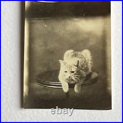 Antique Portrait Photograph Photo Booth Strip Very Rare Adorable Posing Cat