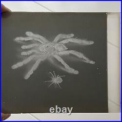 Antique Sepia Photograph Of Spiders & Original Glass Negative Odd Creepy Critter