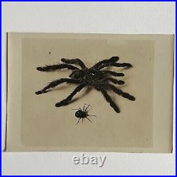 Antique Sepia Photograph Of Spiders & Original Glass Negative Odd Creepy Critter
