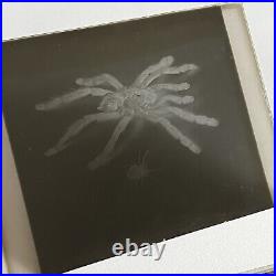 Antique Sepia Photograph Of Spiders & Original Glass Negative Odd Creepy Critter