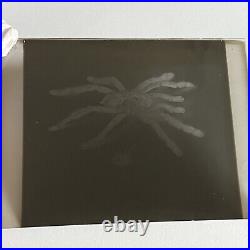 Antique Sepia Photograph Of Spiders & Original Glass Negative Odd Creepy Critter