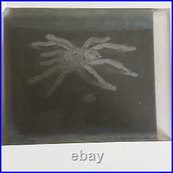 Antique Sepia Photograph Of Spiders & Original Glass Negative Odd Creepy Critter