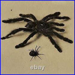 Antique Sepia Photograph Of Spiders & Original Glass Negative Odd Creepy Critter