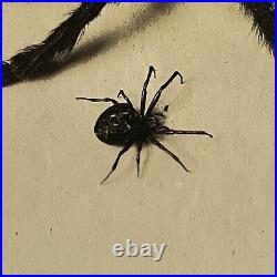 Antique Sepia Photograph Of Spiders & Original Glass Negative Odd Creepy Critter