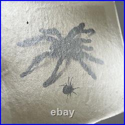 Antique Sepia Photograph Of Spiders & Original Glass Negative Odd Creepy Critter