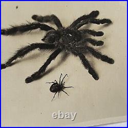 Antique Sepia Photograph Of Spiders & Original Glass Negative Odd Creepy Critter