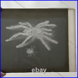 Antique Sepia Photograph Of Spiders & Original Glass Negative Odd Creepy Critter