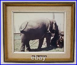 Antique Vintage Circus Picture Bull Elephant Photograph Framed