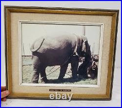 Antique Vintage Circus Picture Bull Elephant Photograph Framed