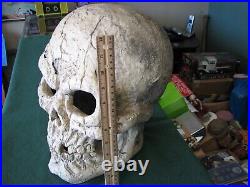 Antique Vintage Large 14 SKULL As Shown In Photo's