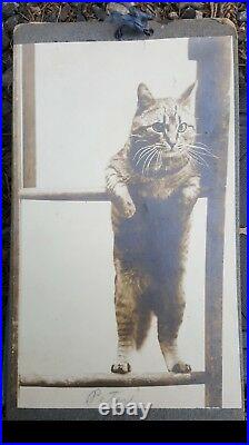 Antique Vintage Peter The Walking Cat Kitty Feline Friends Adopt Me Fun Photo