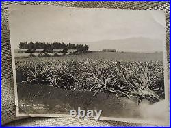 Antique Vintage Rare Hawaii Pineapple Field Artistic Landscape Agriculture Photo