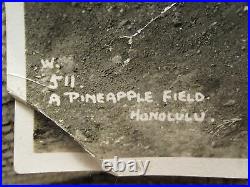 Antique Vintage Rare Hawaii Pineapple Field Artistic Landscape Agriculture Photo