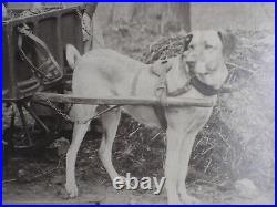Antique photo two Flemish milkmaids w extinct draught dog breed Belgian Mastiff