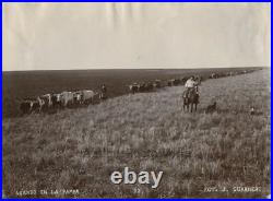 Gaucho ranchers with cows cattle antique photo Argentina