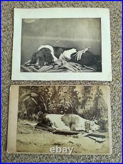Post mortem dog dead photographs Victorian PAIR original