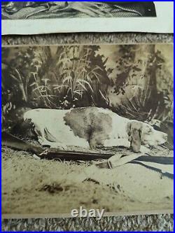 Post mortem dog dead photographs Victorian PAIR original