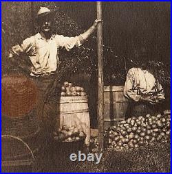 Rare Vintage Old Outdoor Antique Photo Men Pear Fruit Farm Barrel New Jersey USA