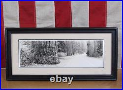 Vintage 1920s Redwood Forest California Antique Photograph Burhl Harwood Framed