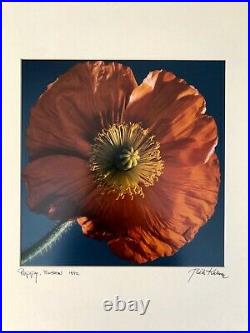 Vintage Bela Kalman Signed Photo Color Print Poppy Flower Boston, 1992