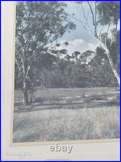 Vintage Photograph Painting Antique Landscape 1930'S California Eucalyptus Rare