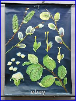Vintage wall chart picture poster Jung Koch Quentell pussy willow, salix caprea