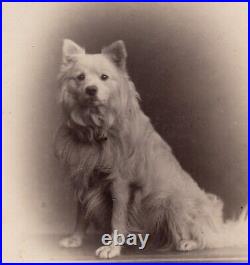 White Spitz Dog Portrait Antique CAB sepia photo gilt edge Aberdeen Scotland